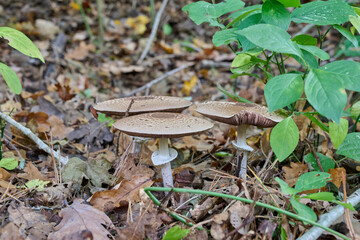light brown triplet mushroom in the autumn leaves