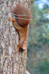 unicorn hangs upside down on the tree and looks at me