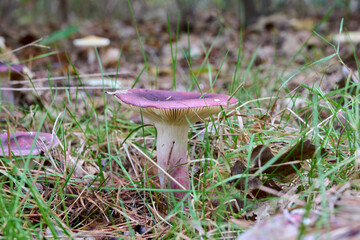 pink, purple mushroom with light stem in the grass