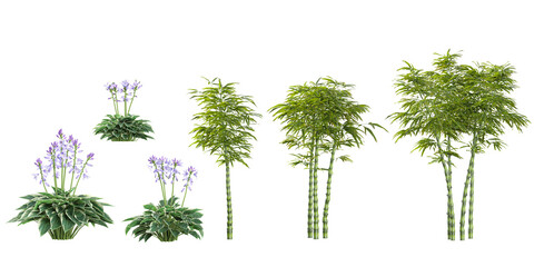 Collection of Phyllostachys,Hosta plants on transparent background