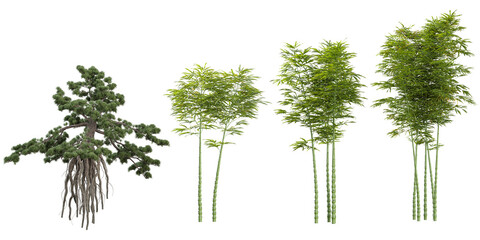 Collection of Phyllostachys,Podocarpus plants on transparent background