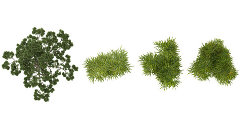 Collection of Phyllostachys,Podocarpus plants on transparent background from the top view