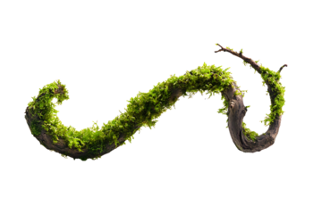 Curled moss-covered twig isolated on a transparent background with visible fine details 