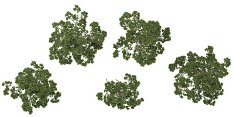 Collection of Podocarpus plants on transparent background from the top view