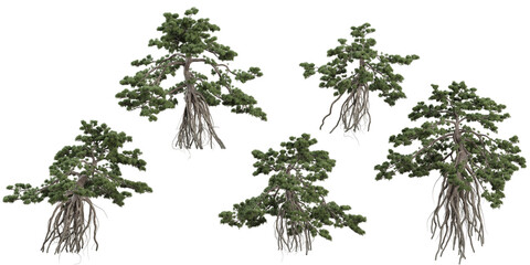 Collection of Podocarpus plants on transparent background