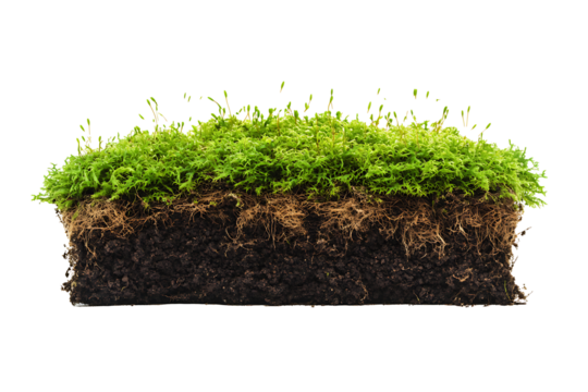Dense moss clump with earthy base isolated on a transparent background, slight top-down angle 