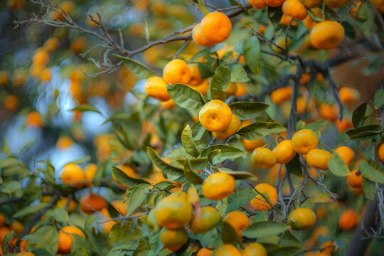 Ripe orange tangerines growing on citrus tree branches. Closeup, shallow DOF.