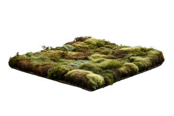 Flat sheet of forest moss isolated on a transparent background, showcasing layered surface 