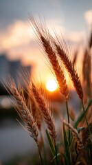 Obraz premium Golden wheat stalks stand tall against a vibrant sunset, capturing the beauty of nature and the end of the day