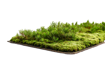 Flat sheet of forest moss isolated on a transparent background, showcasing layered surface 