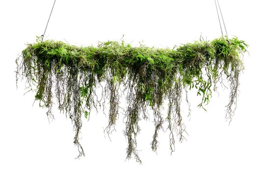 Hanging strand of moss with trailing fibers isolated on a transparent background 