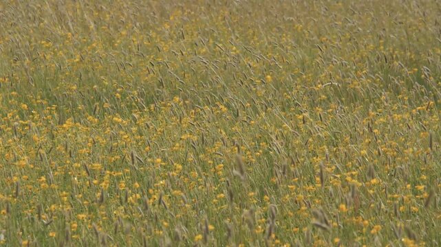 Buttercups and Tall Grass Bouncing in Windy Weather, Bright Yellow Wildflower Meadow Field, Medium Shot of Spring Flowers Moving in Strong Breeze, Vibrant Scenic Nature Landscape in Daylight