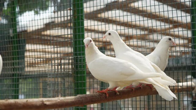 Beautiful white pigeons in their cage in a dovecote during a warm morning sitting on a stick and one of them poops.