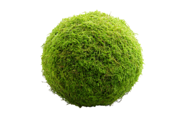 Round moss ball isolated on a transparent background, full focus on velvety green texture 