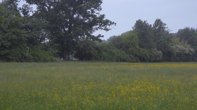 Wide View of Spring Rain Shower Falling on a Wildflower Meadow of Bright Yellow Flowers, Trees and Large Shrubs in the Background, Fresh Seasonal Nature Landscape with Atmospheric Weather