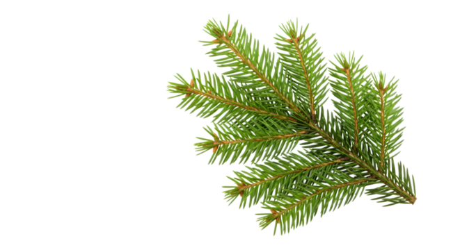 A single green fir tree branch with needles isolated on a transparent background, perfect for festive holiday design elements