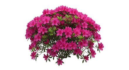 Dense bush, vibrant pink azalea flowers and green leaves pink flowers, isolated on white or transparent background, AI