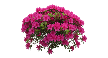 Dense bush, vibrant pink azalea flowers and green leaves pink flowers, isolated on white or transparent background, AI