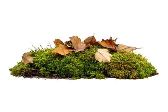Tuft of wild moss with scattered dry leaves, isolated on a transparent background