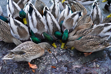 A flock of wild ducks eats crushed oat grains on the sandy riverbank in late autumn in the nature park as a concern for wildlife and environmental conservation