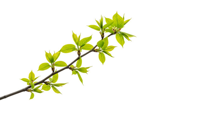 Young green leaves emerging, a thin branch in spring new growth, isolated on white or transparent background, AI