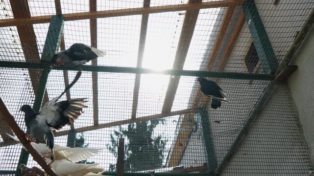 Beautiful pigeons in their cage in the dovecote during a warm morning flying around the cage, against the background of the rays of the sun. Dovecote with beautiful white pigeons