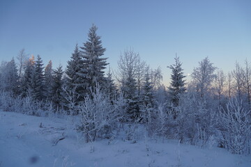 Fototapeta premium forest in winter