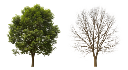 Two trees one, green leaves and the other bare with white frost, isolated on white or transparent background, AI