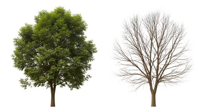 Two trees one, green leaves and the other bare with white frost, isolated on white or transparent background, AI - Powered by Adobe