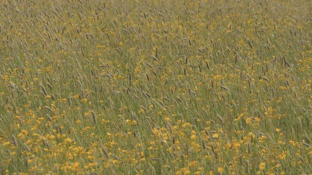 Wildflower Meadow Wide View with Yellow Buttercups and Tall Grass Swaying in a Breezy Wind, Sunny Spring and Summer Weather, Vibrant Scenic Nature Landscape with Natural Motion and Bright Daylight