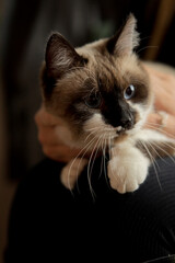 Siamese cat with blue eyes held by woman indoors, cute pet at home