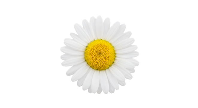 Close up of a white daisy flower, a bright yellow center petals, isolated on white or transparent background, AI