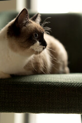Siamese cat with blue eyes sitting on green sofa indoors, cute pet in cozy home