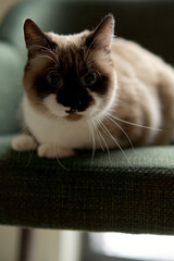 Adorable Siamese cat with blue eyes and dark face markings looking directly at camera
