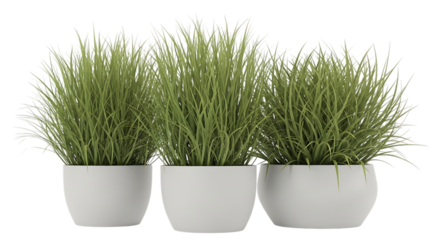 Three potted ornamental grasses, lush green blades in white planters, isolated on white or transparent background, AI