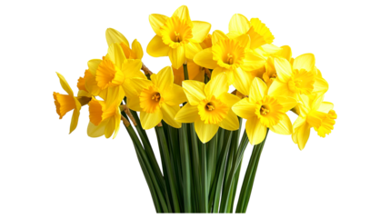 Bright yellow daffodil bouquet isolated on a transparent white background, clipping path