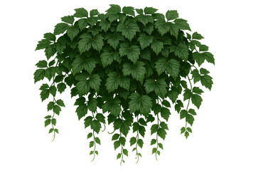 Fototapeta premium Green plant with many leaves. Hanging vine foliage bringing natural, lush garden ambiance, transparent background