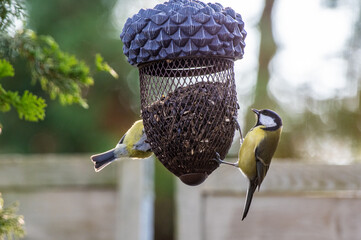 sikorki przy karmniku z nasionami © Henryk Niestrój