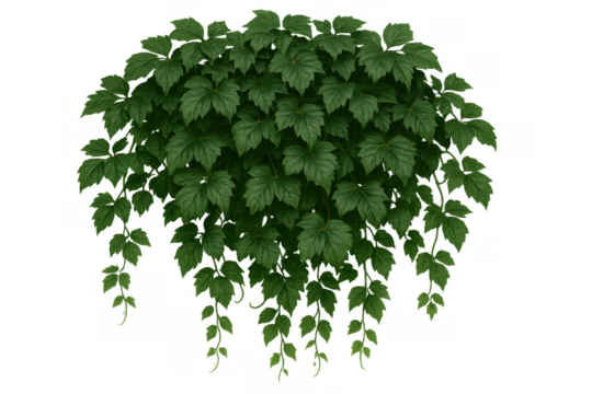 Green plant with many leaves. Hanging vine foliage bringing natural, lush garden ambiance, transparent background - Powered by Adobe