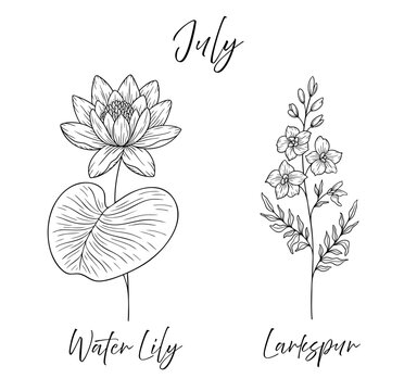 July birth flowers water lily and larkspur, line art vector illustrations set, black and white botanical drawing. Elegant floral sketch, hand drawn monochrome flower design, tattoo style.