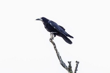 stary gawron siedzi na gałęzi na białym tle nieba