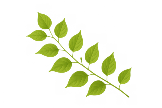 Green leaves on a branch vector with transparent background, fresh foliage, natural spring growth, botanical element