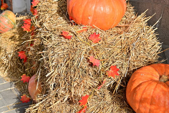 Pumpkins grow straw Halloween October.