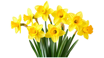 Bright yellow daffodil bouquet isolated on a transparent white background, clipping path