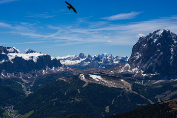 eagle in the mountains