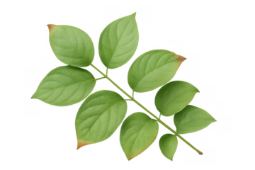 Green plant branch with fresh foliage and some browning leaves on transparent background, symbolizing aging and nature