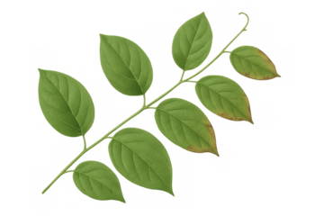 Green plant branch with multiple leaves showing the natural process of wilting and drying on a transparent background