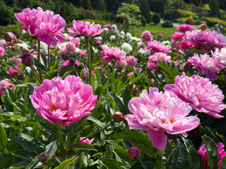 Peony flowers in the garden.