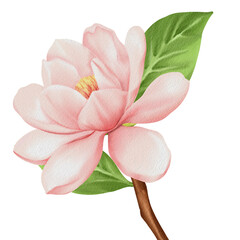 Watercolor Painting of Magnolia Flower