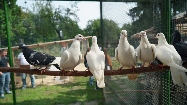 Beautiful pigeons in a dovecote during a warm morning.
